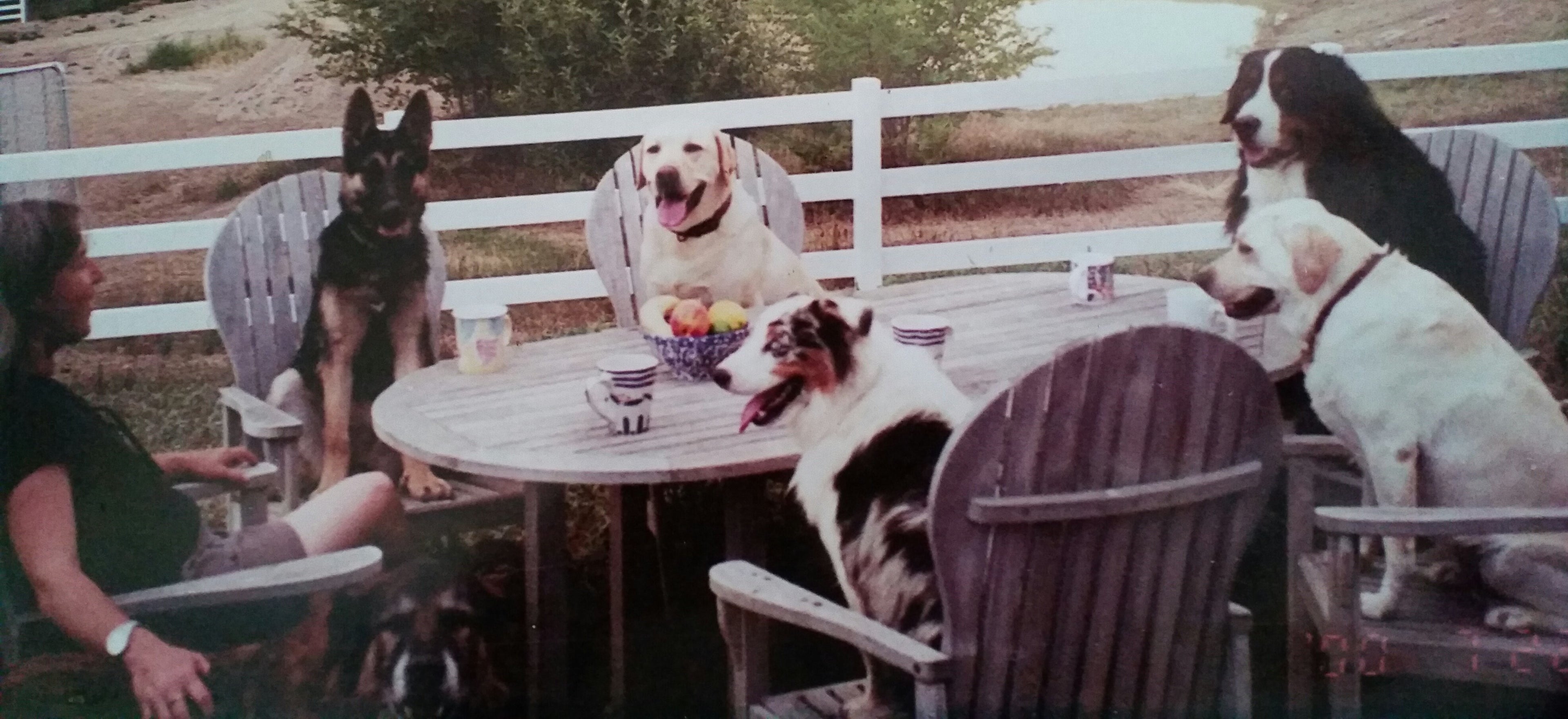 Helping Humans One Animal At A Time, a book of stories and studies.