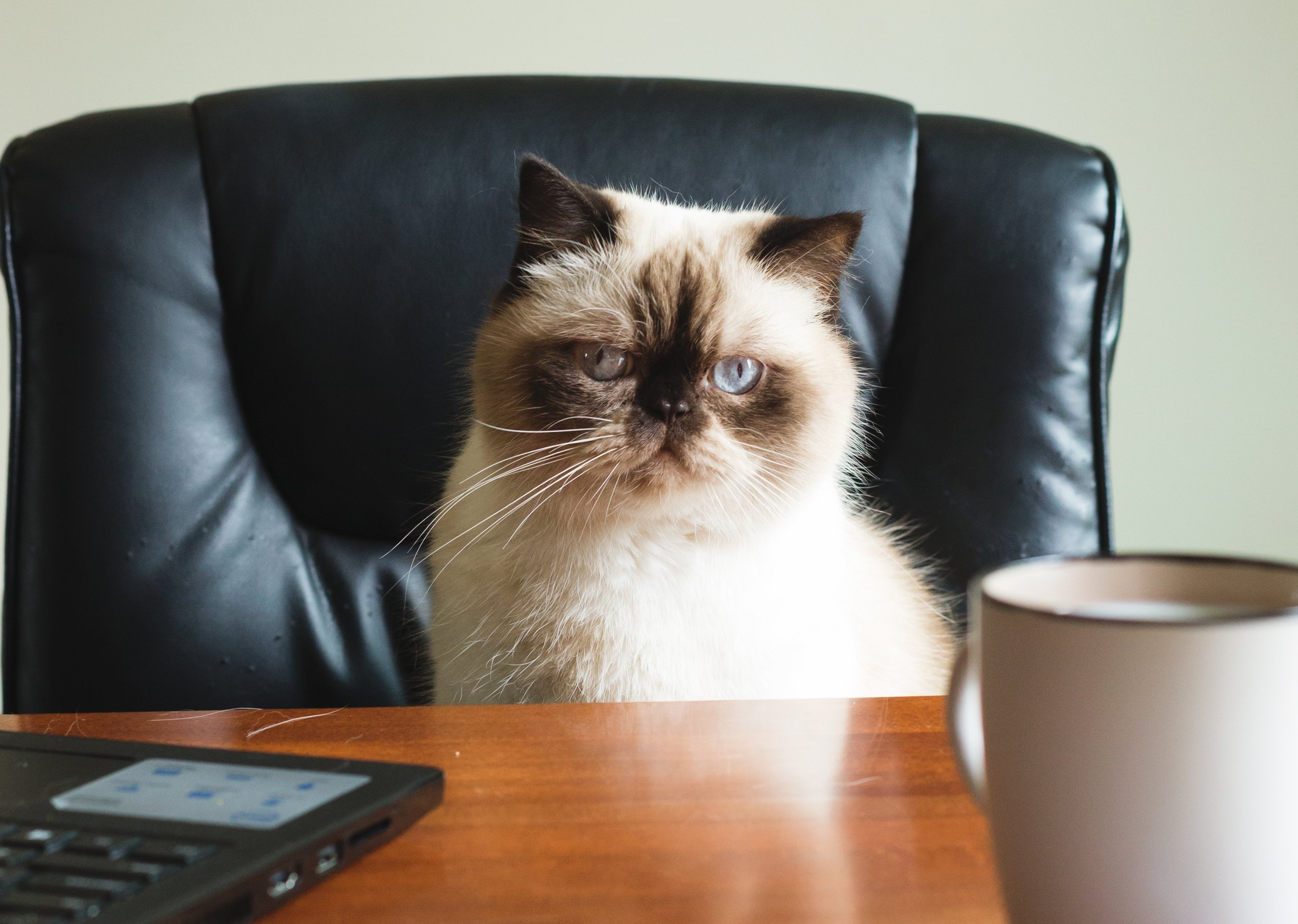 Helping Humans One Animal At A Time, a book of stories and studies.