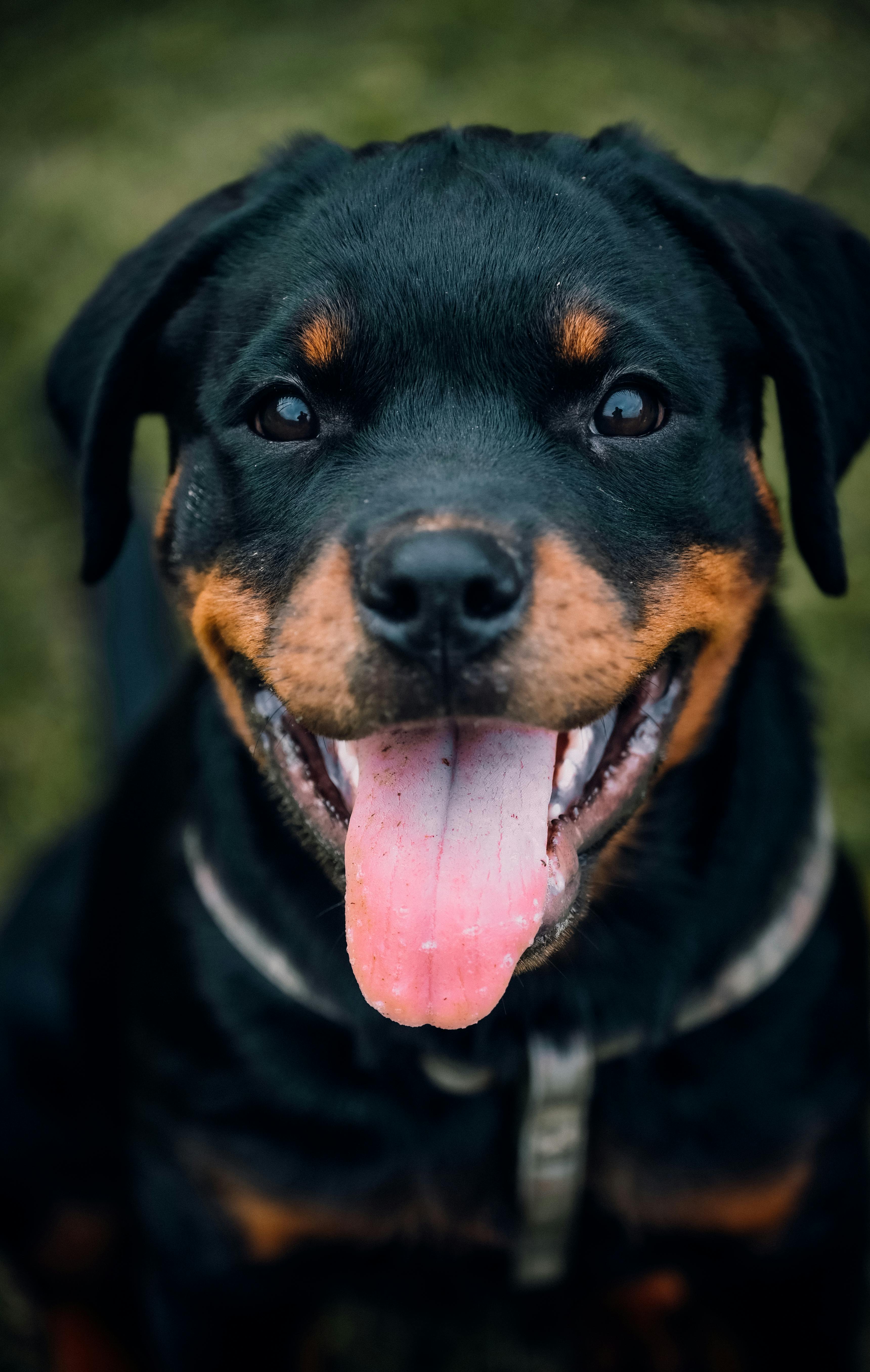 BitchBalm Calms Reactivity