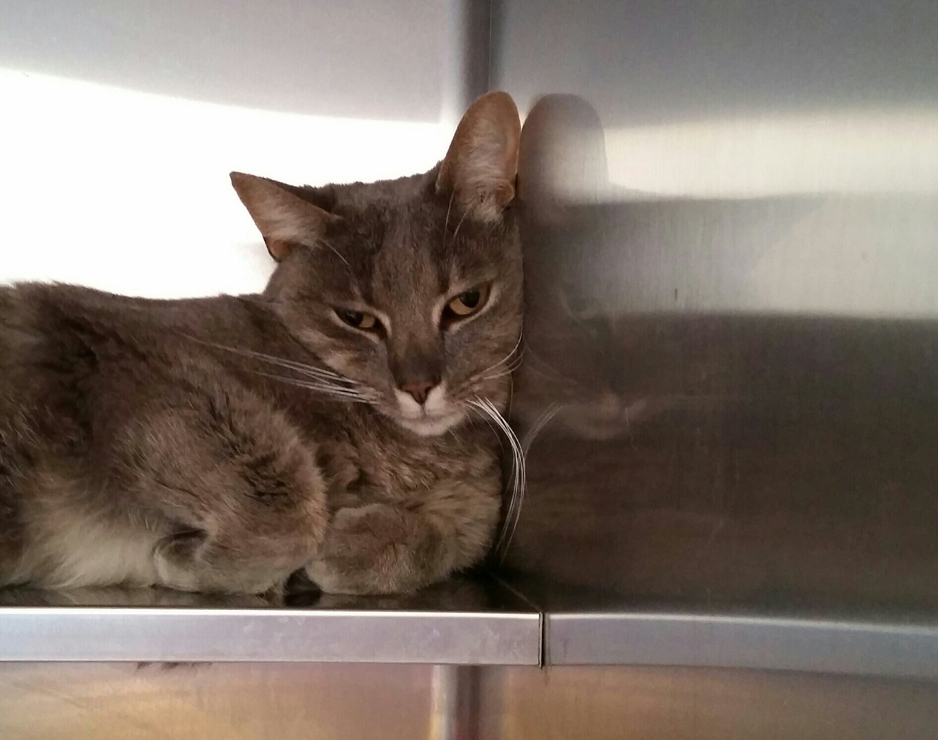 FRESH START partnering with SHELTER BLEND - 2for1