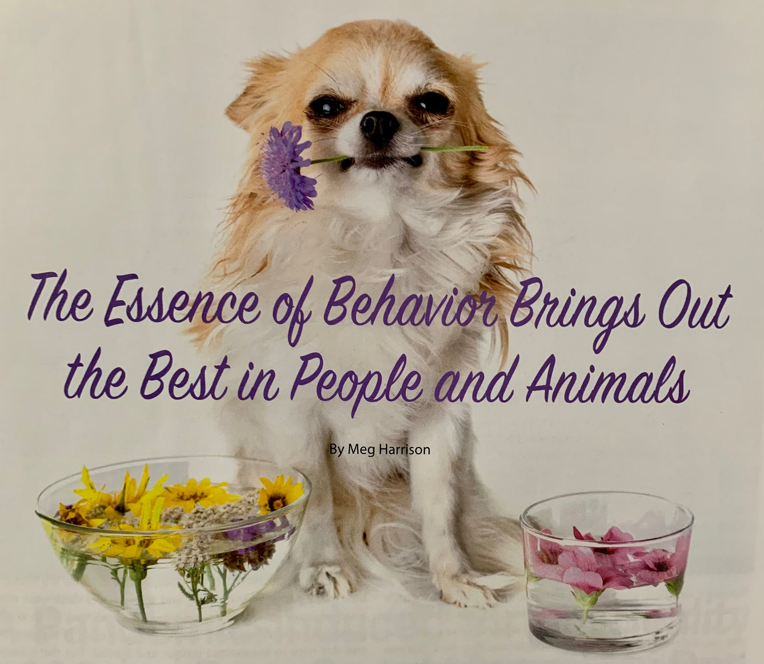 PERMISSION TO ENJOY for Comfort & Hope