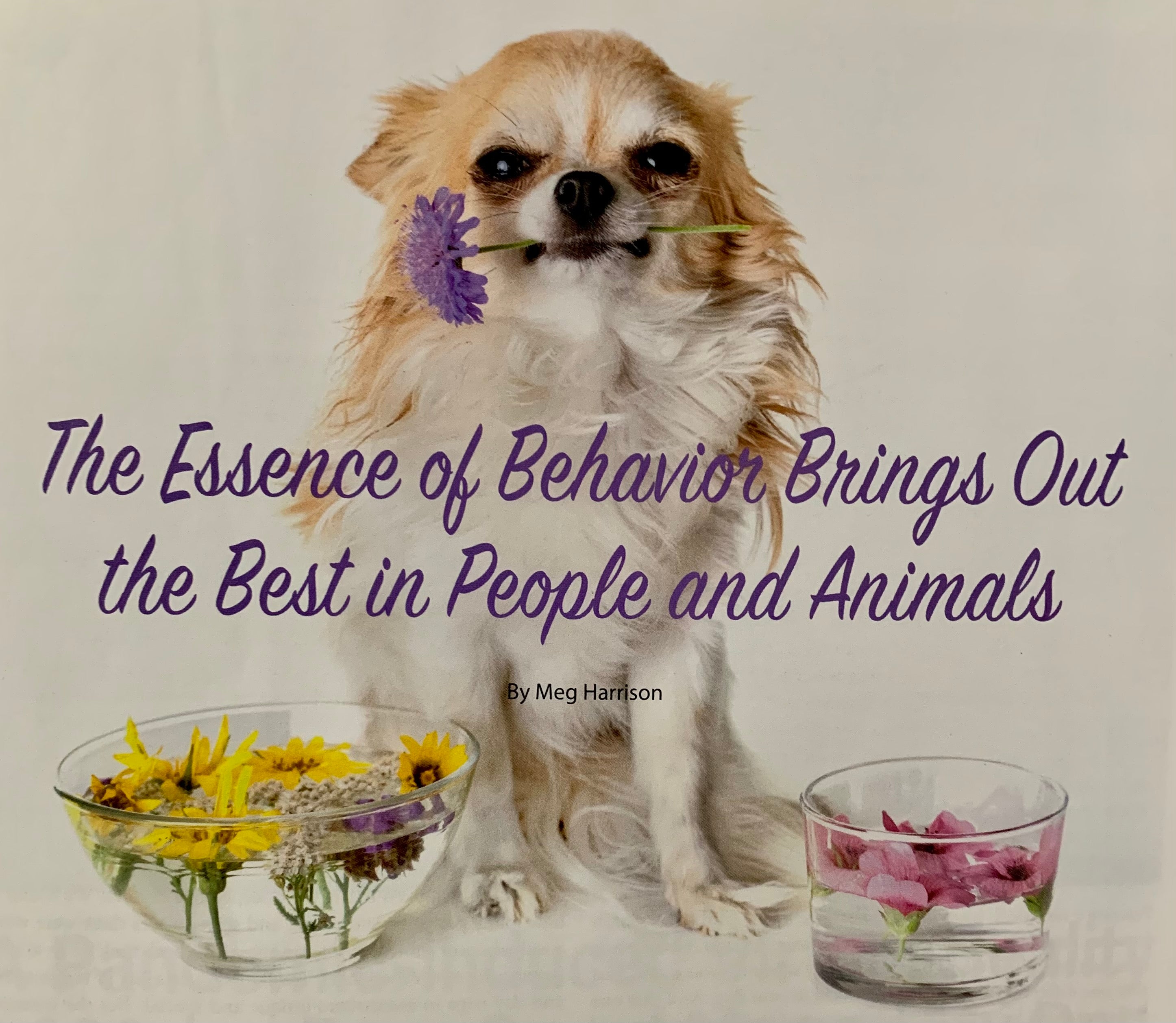 PERMISSION TO ENJOY for Comfort & Hope