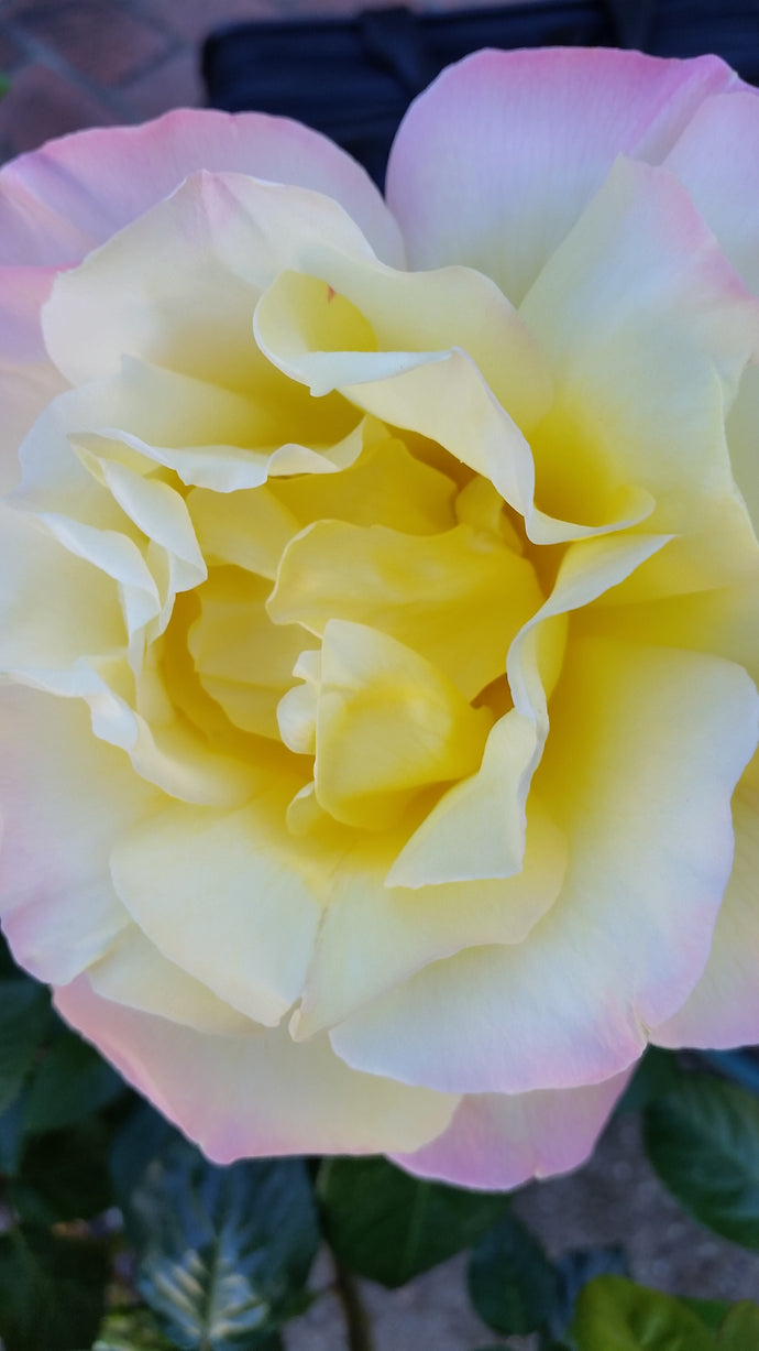 What is the difference between a Flower Essence, a homeopathic remedy, and an essential oil?
