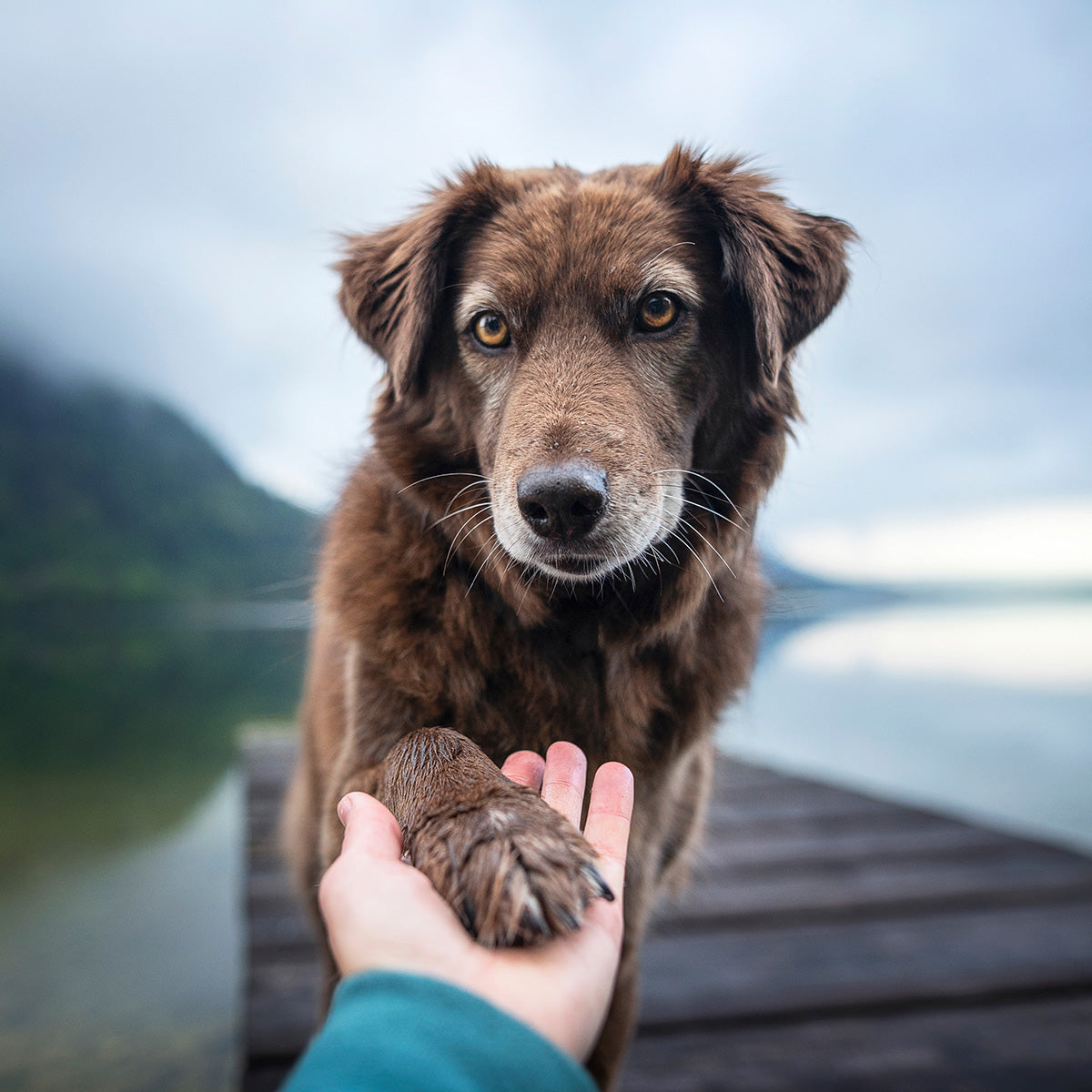 Dog training, Horse training, Cats train us.