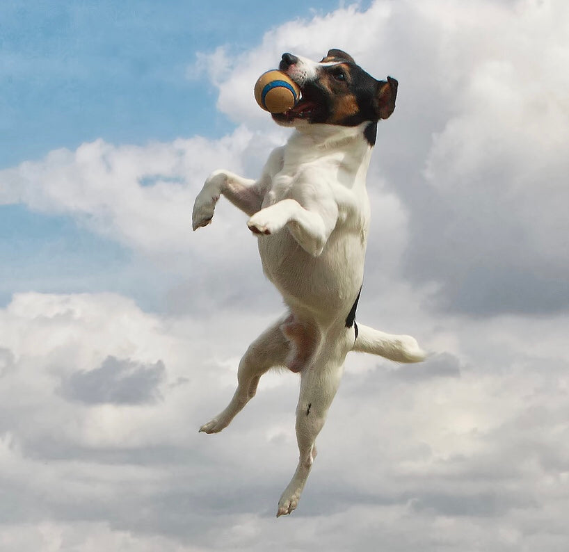Dog Stops Jumping and Fetches a Beer from the Refrigerator