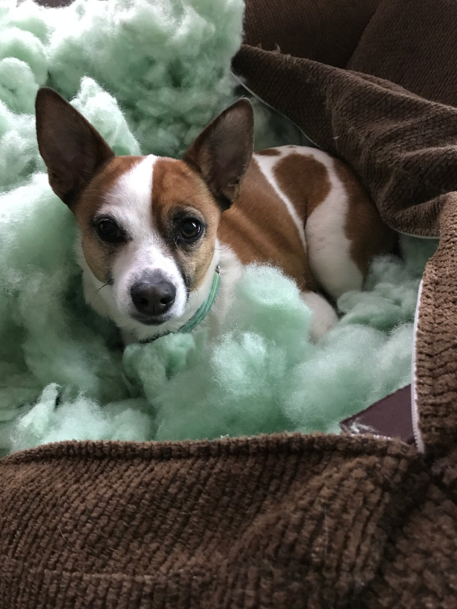 Let pets cope in their own ways, unless...