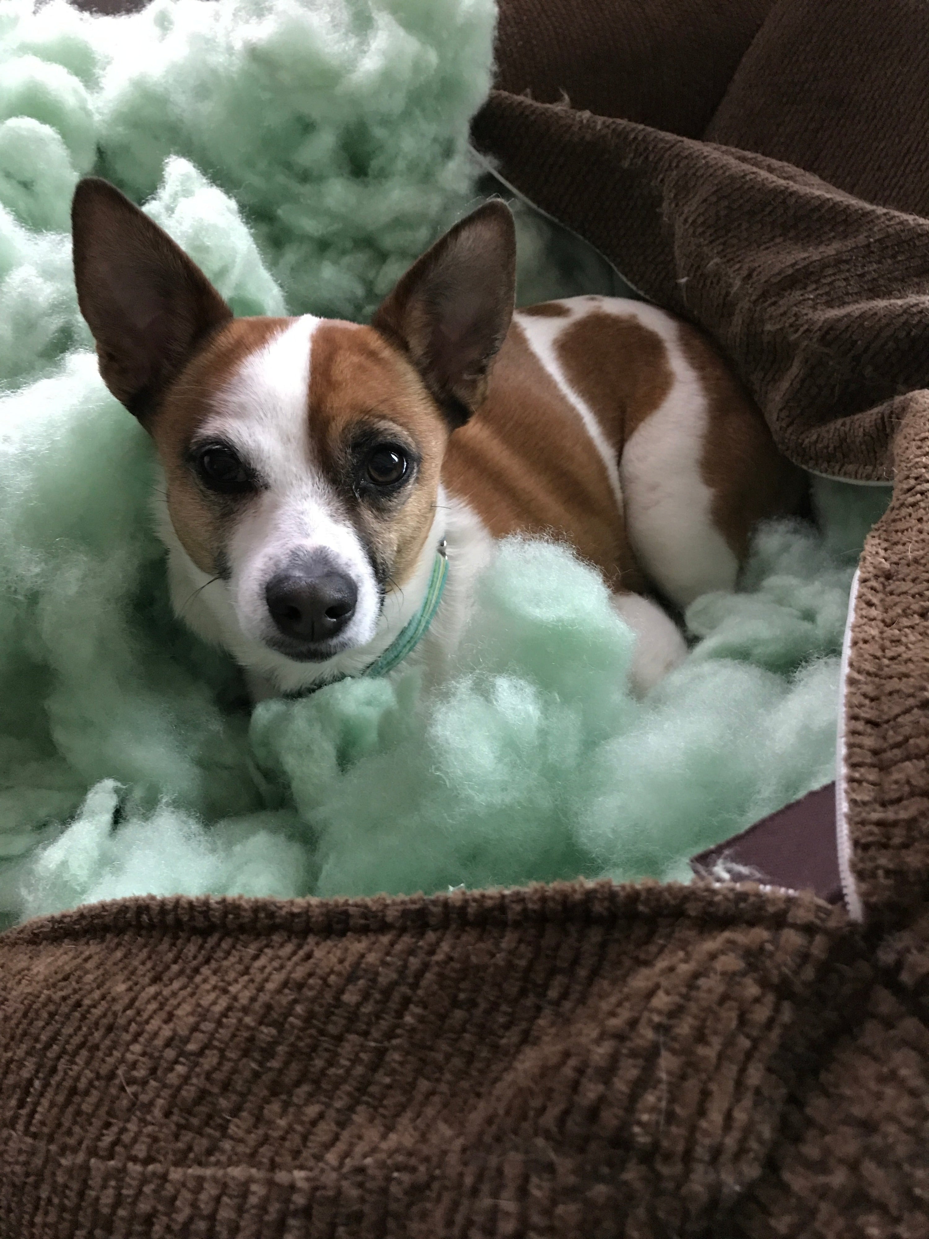 Let pets cope in their own ways, unless...