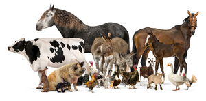 Goats, Pigs, Rabbits and Others