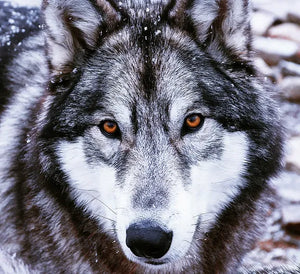 Wolf-Dog Sanctuary
