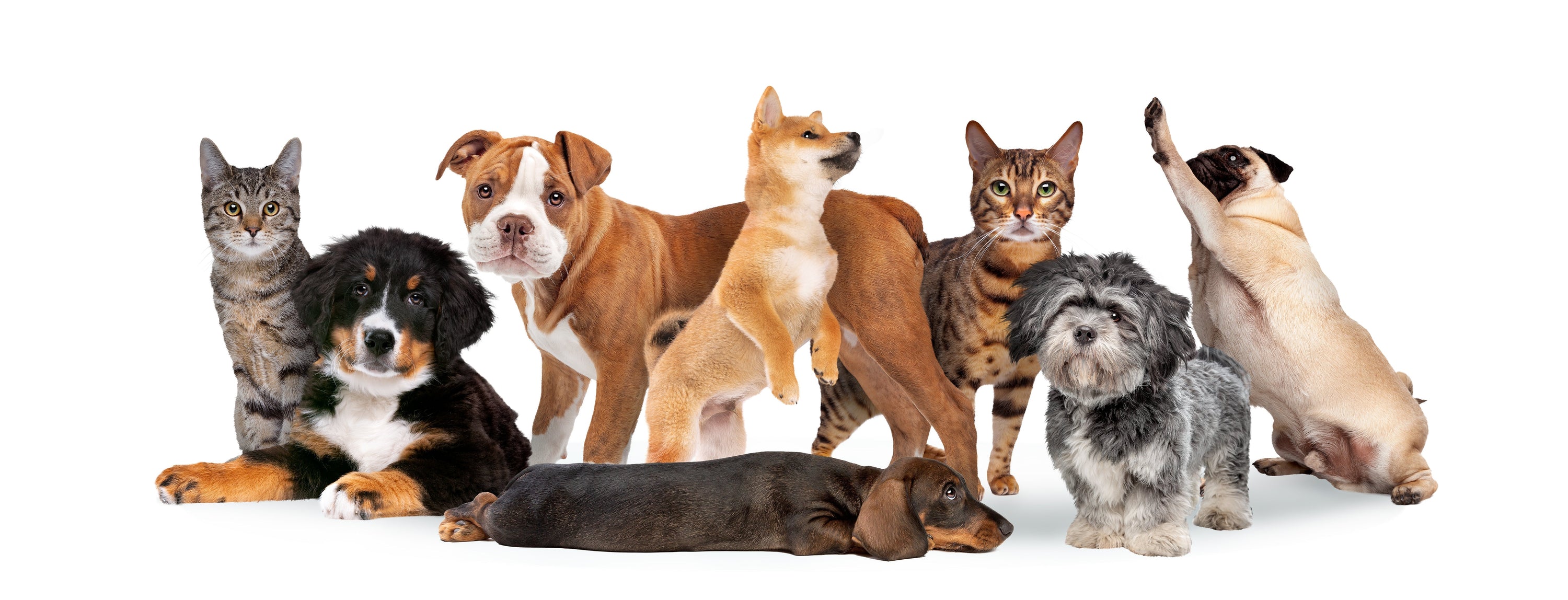 PetSitters SeparationAnxiety