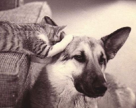 Adaptable = Adoptable