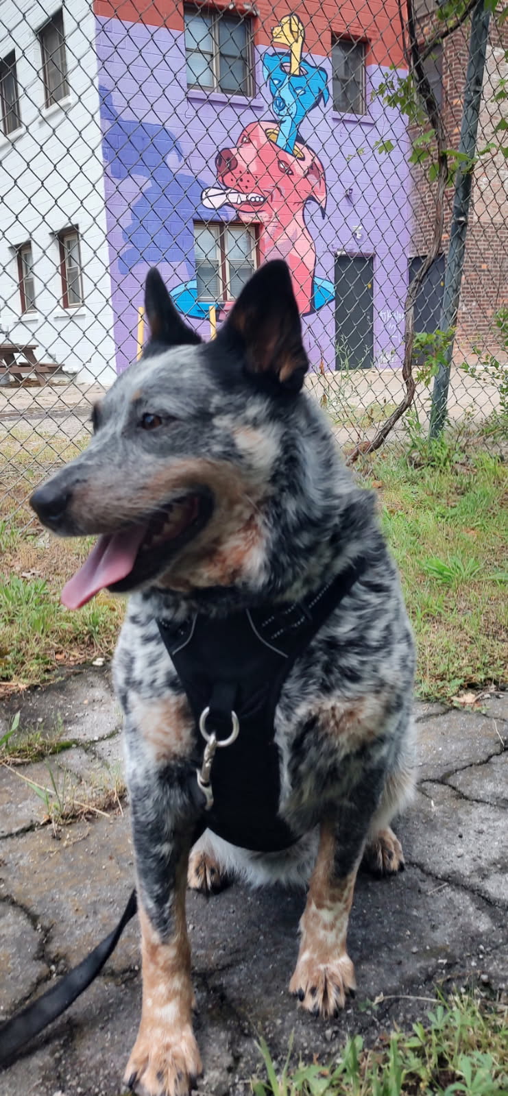 Cattle Dog - When Failure is Success