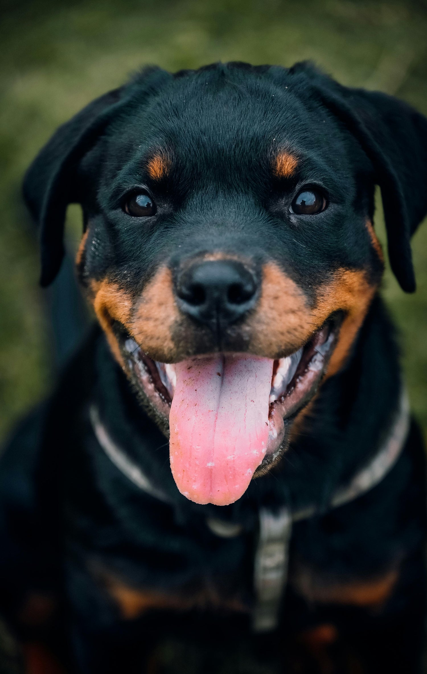 Keep Barking