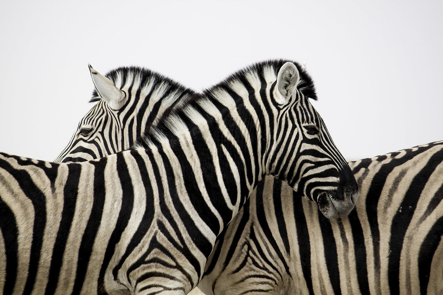 Horses and Zebras