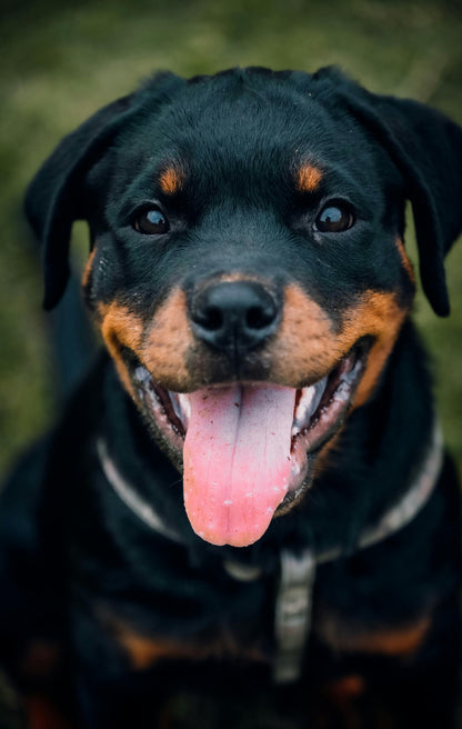 BitchBalm Calms Reactivity