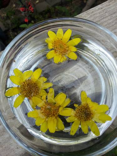 Arnica Flower Essence - Release emotional injuries.