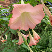 Angel's Trumpet - Acknowledging your Best.
