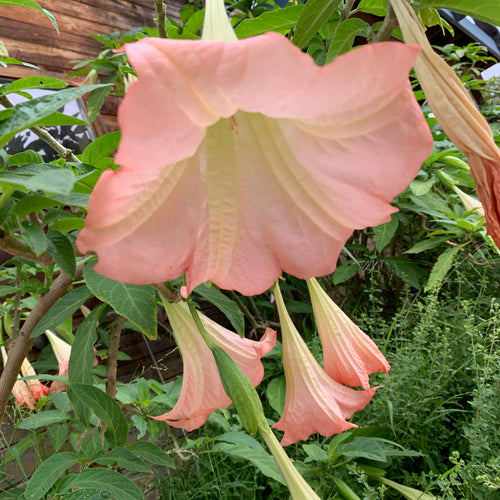 Angel's Trumpet - Acknowledging your Best.