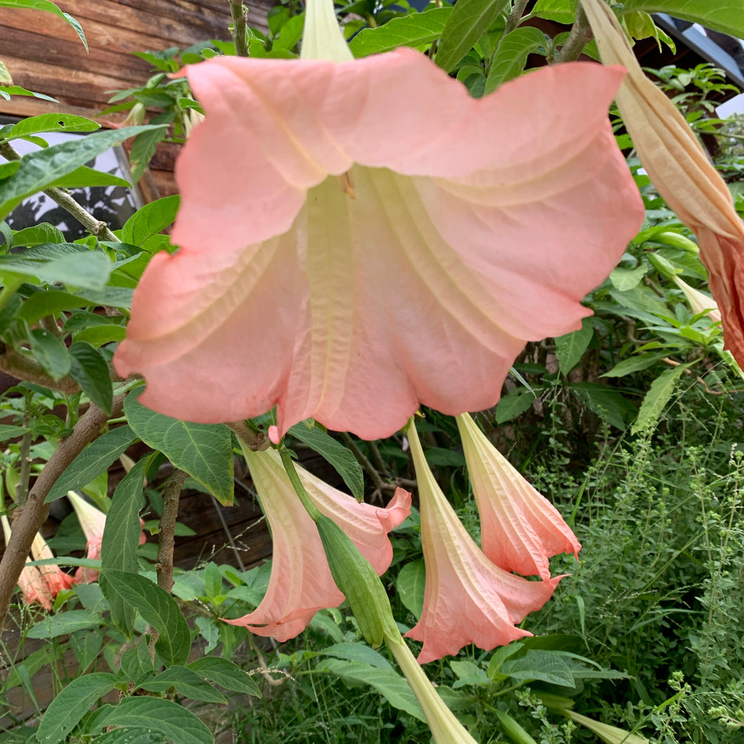 Angel's Trumpet - Acknowledging your Best.