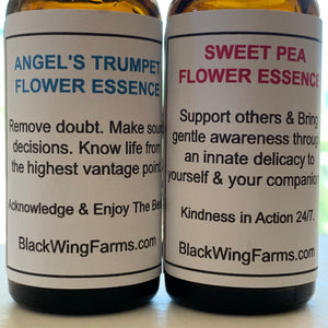 Angel's Trumpet - Acknowledging your Best.