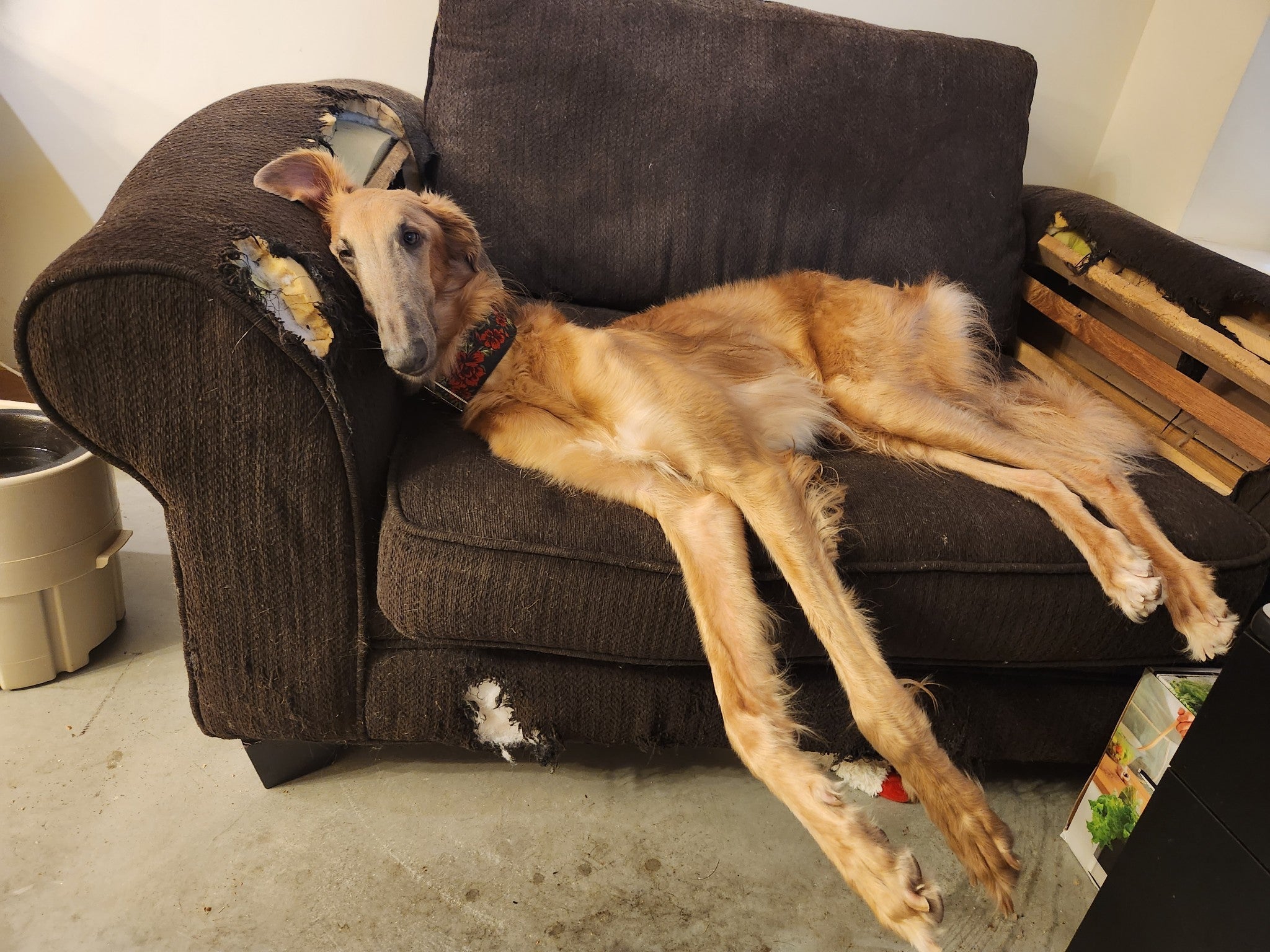 Home Alone! ~ Relieves the Worry of Separation.