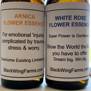 Arnica Flower Essence - Release emotional injuries.
