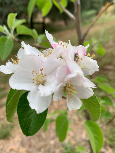Apple Blossom Essence - Encouraging positive self-image.